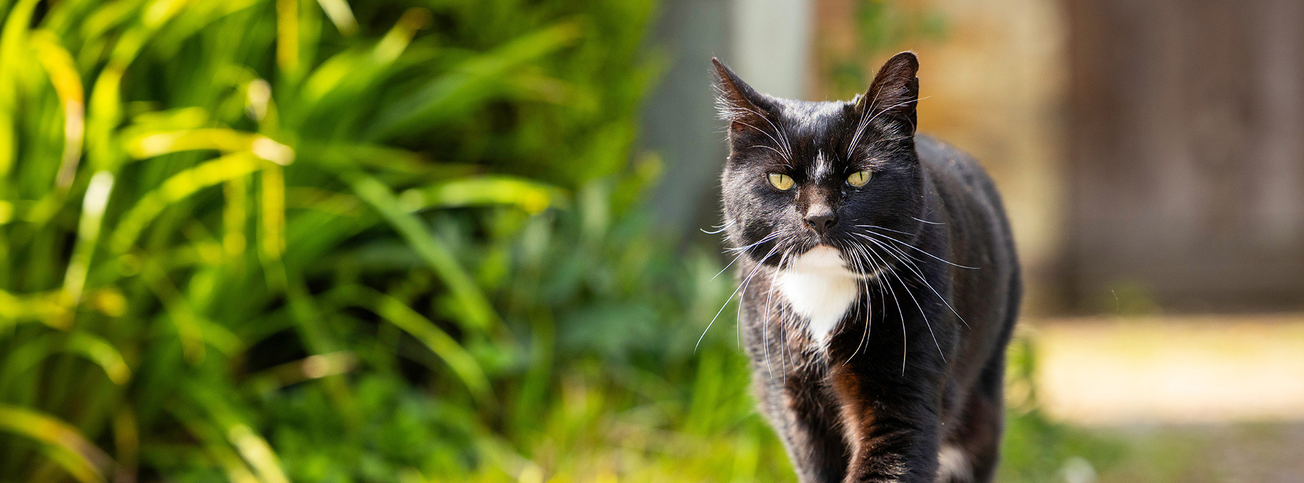 Heatstroke in cats
