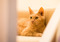 ginger cat