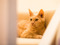 ginger cat
