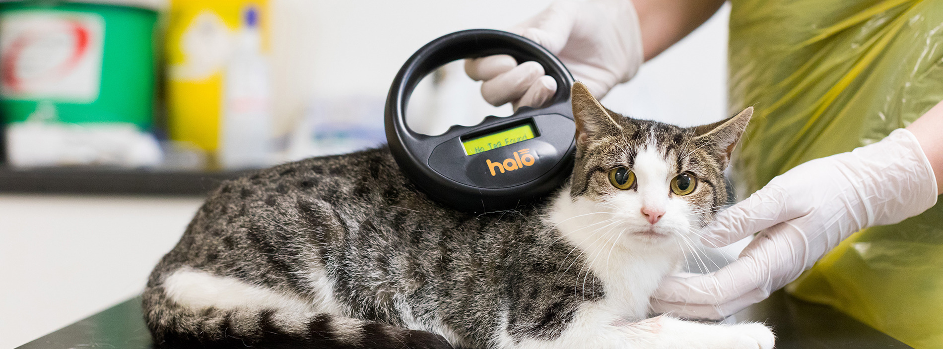 Microchipping your cat