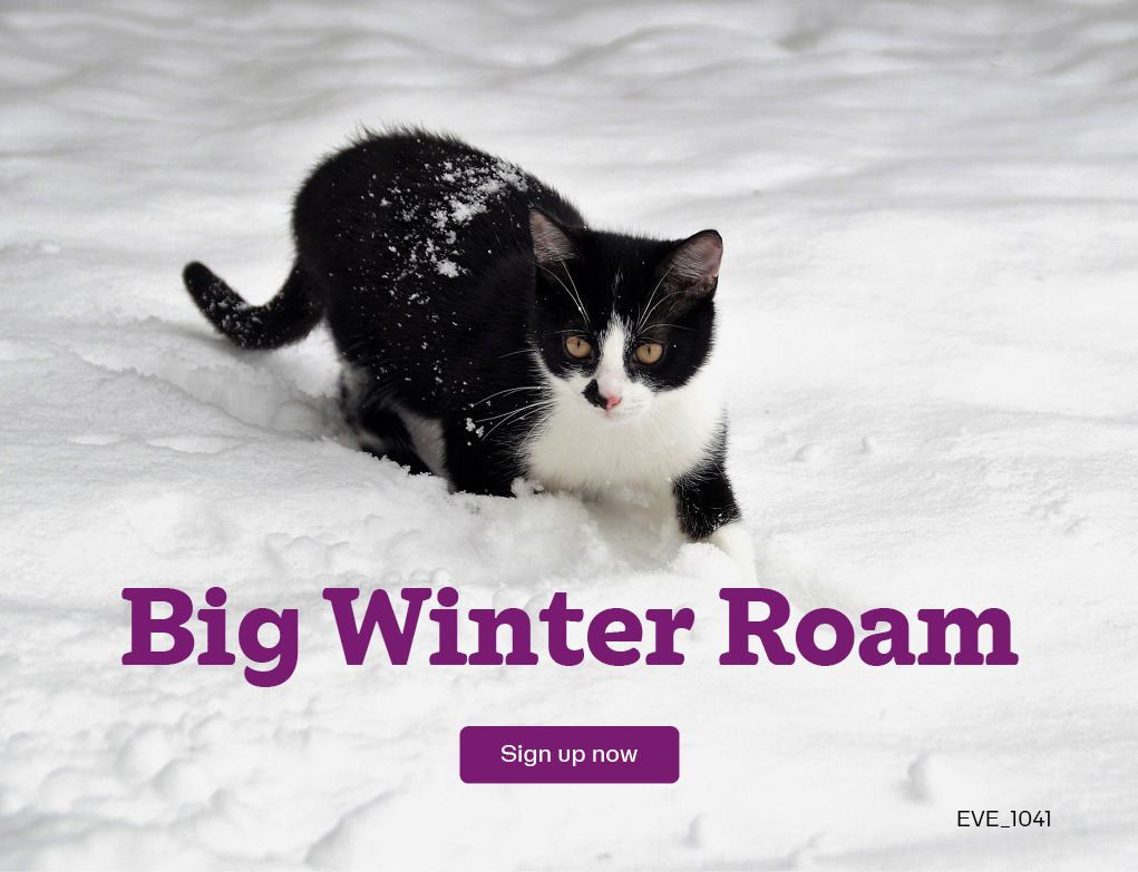 Cats Protection Events Cats Protection | UK’s Largest Cat Welfare Charity