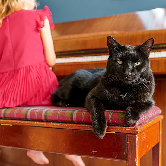 Tabby McTat lends a paw to help a children’s cat club