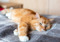 Long-haired ginger tabby cat on grey bedding