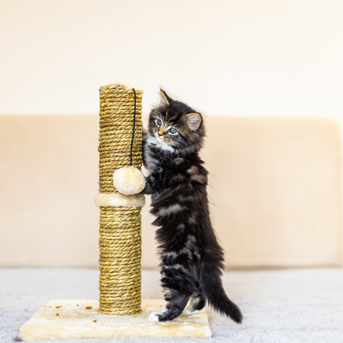 brown tabby kitten standing up on their back legs leaning against a scratching post