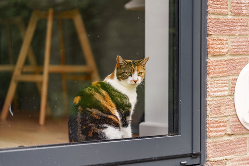 A tortoiseshell-and-white cat sitting indoors and looking out through a glass door.