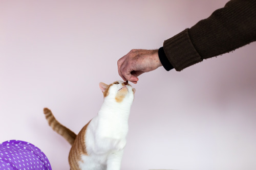finger-and-white cat with a missing front leg reaching their face towards a human hand holding a cat treat