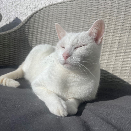 white cat sitting on grey chair
