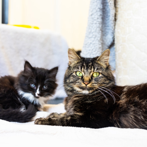 A brown tabby mother cat lying next to her black-and-white kitten