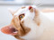 ginger-and-white cat lying on floor looking up
