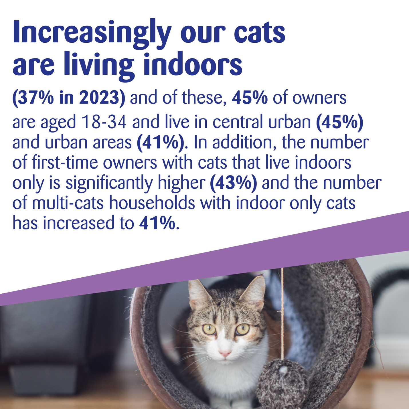 Keeping happy cats in happy homes | Cats Protection & Purina