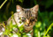 Brown tabby cat among grass outdoors