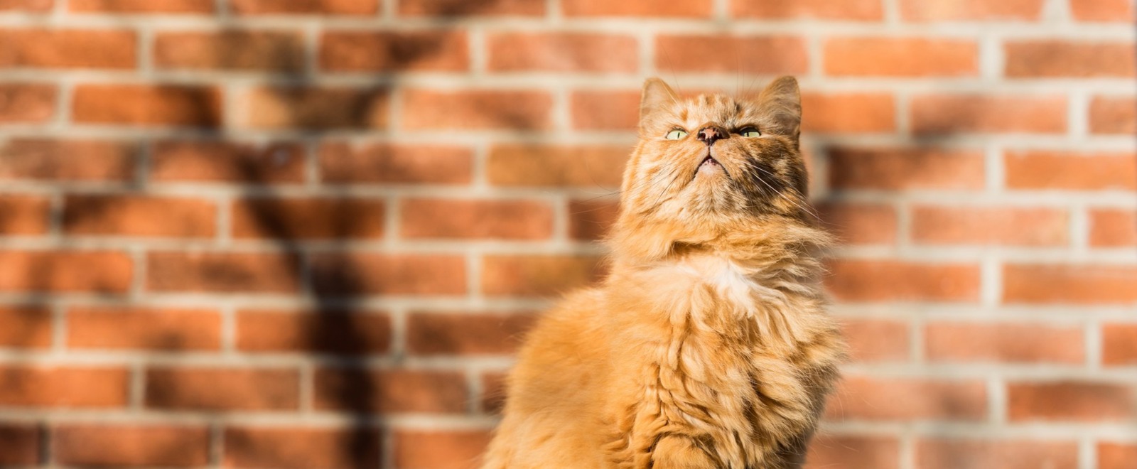 Welcome to Cheltenham & Tewkesbury Cats Protection branch