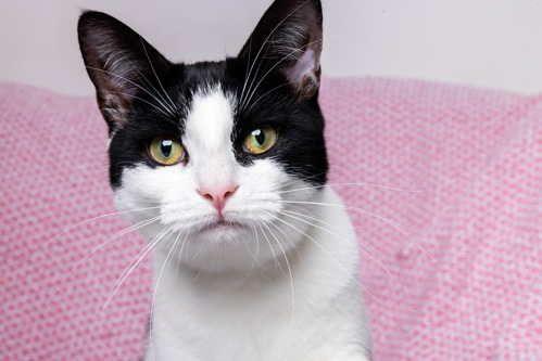 A close-up photo of a black-and-white cat's face