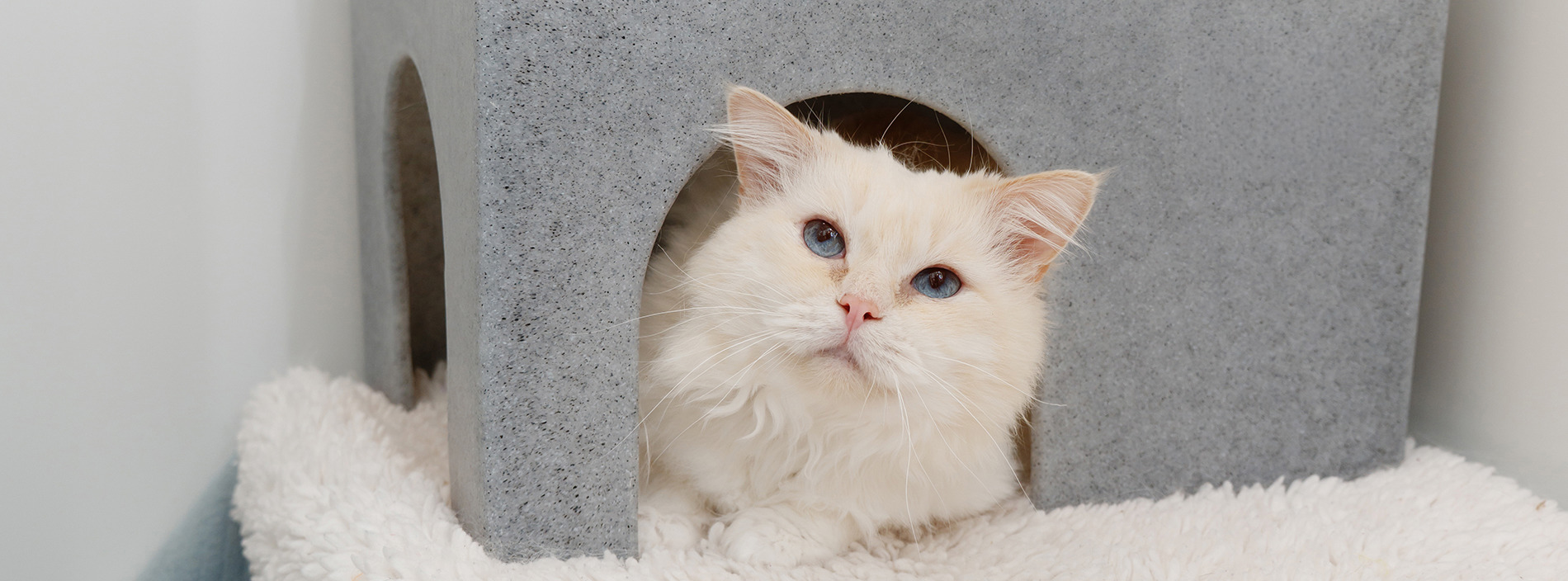 Deaf cats