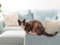 A tortoiseshell-and-white cat sitting on the arm of a light blue sofa