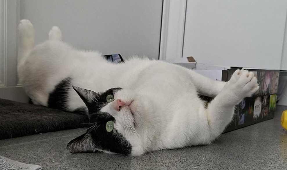 Free-spirited Norfolk cat in need of an alternative lifestyle