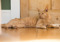 ginger cat lying on the floor