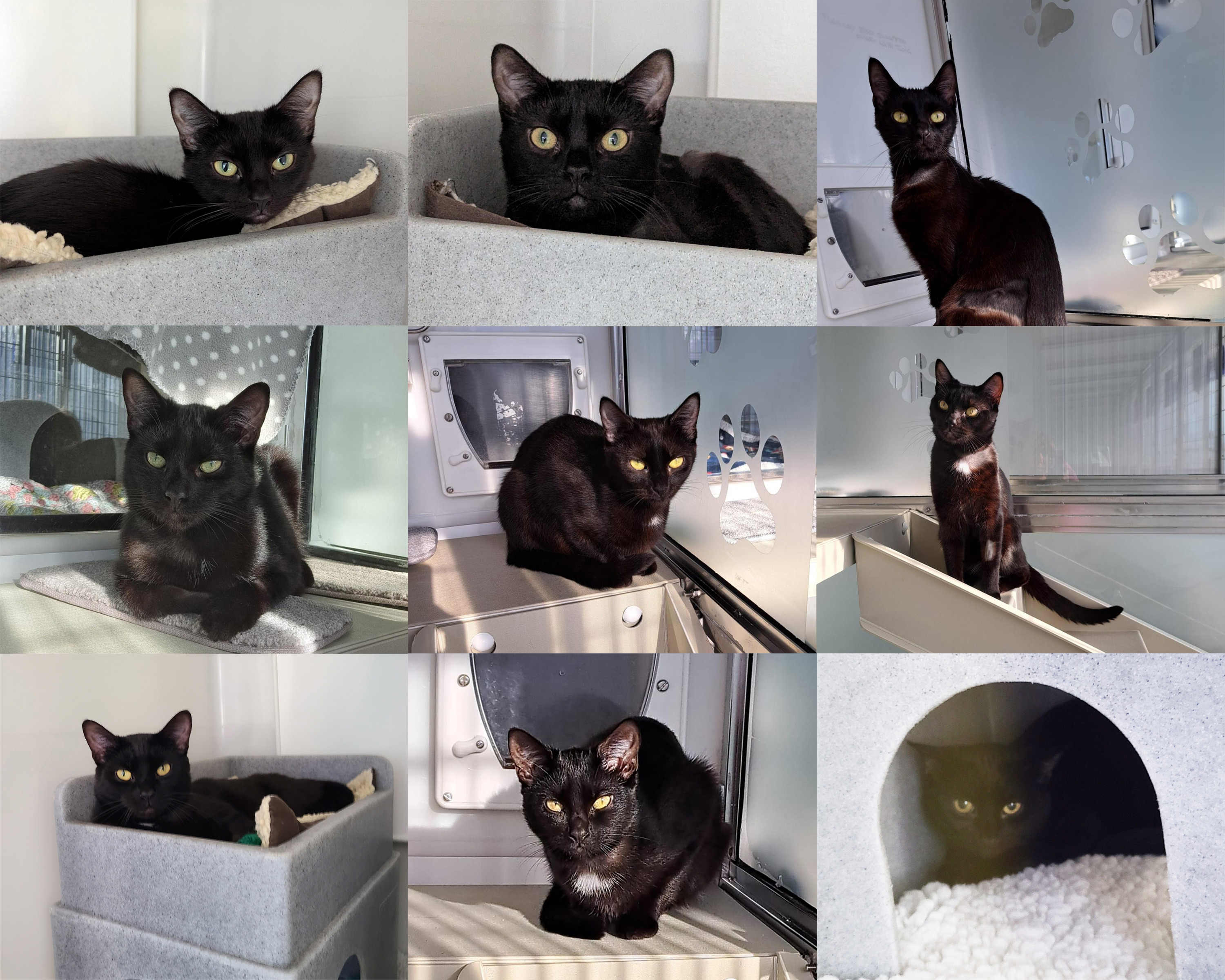 “Changed for good” - nine cruelly dumped cats thriving and given Wicked names