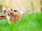 long-haired ginger-and-white cat sitting in grass outdoors