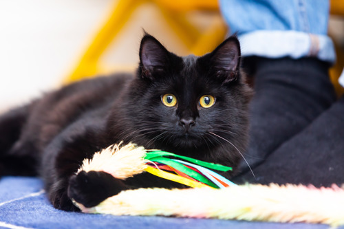 long-haired black cat grasping a fluffy fishing rod toy in their paws
