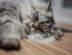Brachycephalic Cat Link Box