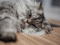 A grey tabby flat-faced cat.