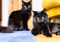 Two long-haired black cats