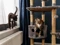 A brown-and-white tabby cat sat on a cat tower and a black-and-white cat stood on a windowsill next to it