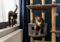 A brown-and-white tabby cat sat on a cat tower and a black-and-white cat stood on a windowsill next to it