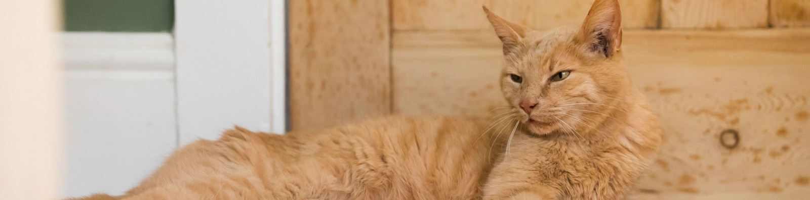 Cats Protection Bexley & District