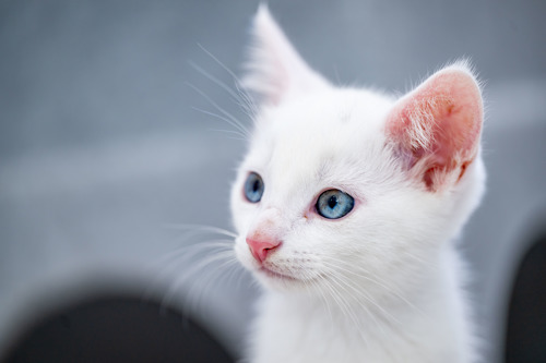 Close-up of a white kitten with blue eyes and a pink nose looking to the side.