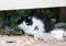 a long-haired black-and-white cat crouching in some bushed behind a plastic container of cat food