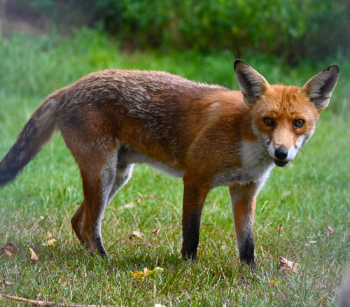 a fox standing on grass and looking at the camera