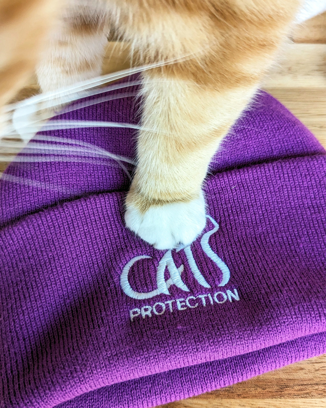 Roam for Cats Events Cats Protection