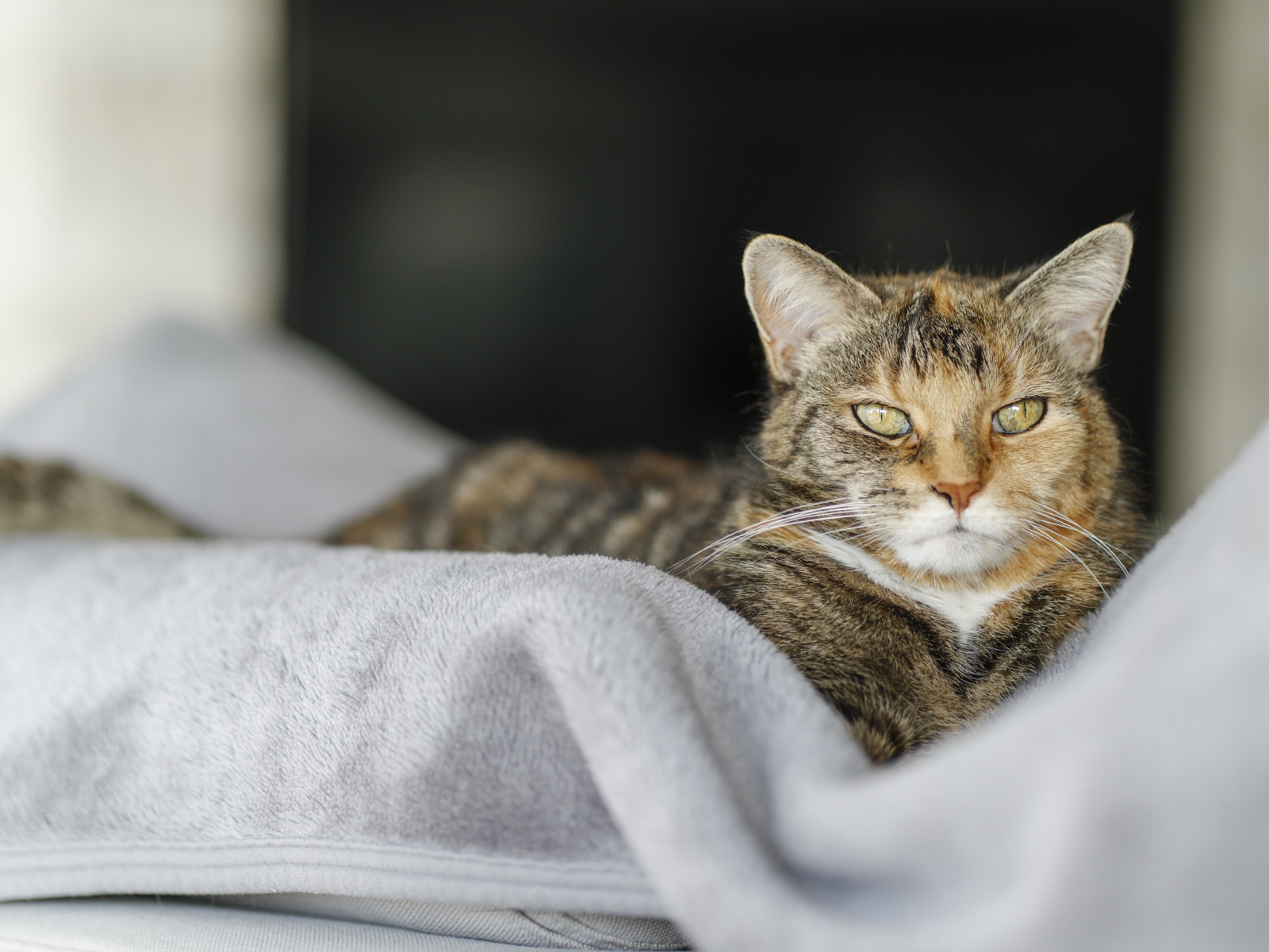 Cats Protection Harlow & Sawbridgeworth
