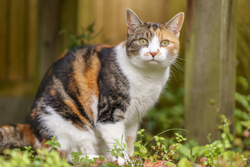 A calico cat with white, black and ginger markings sits alert in a leafy garden, looking directly at the camera. The cat has bright green eyes, a white chest and paws, and is framed by soft-focus greenery and a wooden fence in the background.