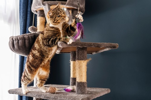 brown-and-white tabby cat on a grey cat tower reaching up for a purple feather on the end of a fishing rod toy