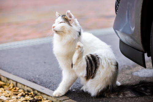 white cat with patches of grey tabby fur lifting their back leg in the air to scratch themselves while sitting on tarmac outdoors next to a grey car