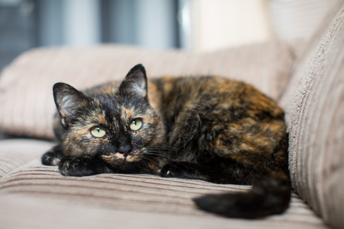 A tortoiseshell cat lying on a beige sofa