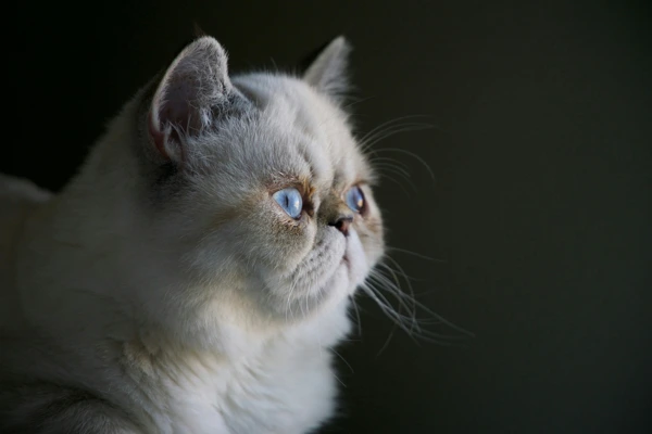 Persian 2 Cat