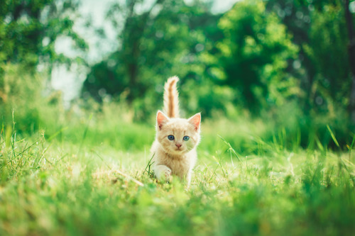 a kitten running in grass