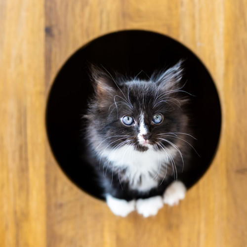 black-and-white kitten with blue eyes perched inside a hole cut out of a wooden cabinet