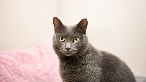 A sleek gray cat named Toph sits calmly indoors beside a soft pink blanket, gazing directly at the camera with wide yellow-green eyes against a softly blurred background.