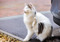 tabby-and-white cat scratching themselves with their back leg
