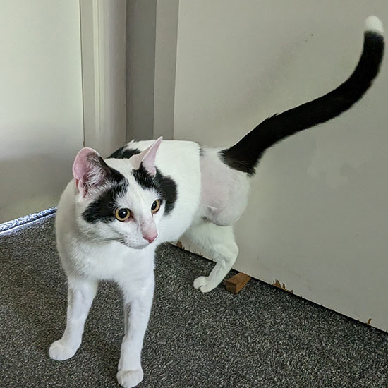 Cat who lost leg after being caught in snare given a fresh start in life
