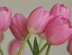 Pink tulips