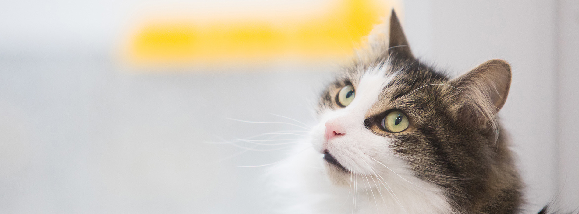 Neutering, vaccinations and microchipping