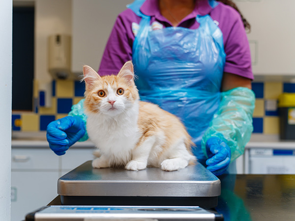 What Is Cat Flu and How You Can Treat It | Cats Protection