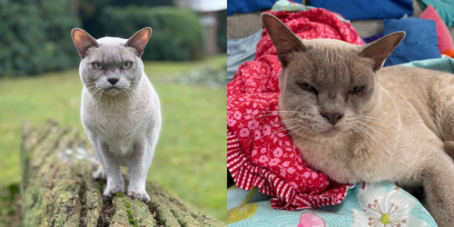 Two photos side by side. The left-hand photo shows a grey cat standing on a wooden log outdoors. The right-hand photo shows the same grey cat with one side of their face swollen. The cat is sitting on some colourful cushions indoors