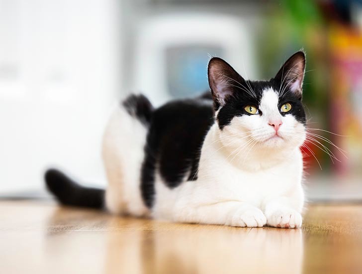 Preparing for a cat